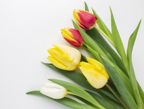 運気が上がる 邪気を払う花 風水師が語る パワーストーンの風水ストーンきらきらラボ 運気が上がる 邪気を払う花 風水師が語る パワーストーンの風水ストーンきらきらラボ